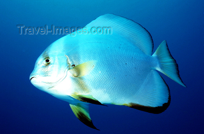 egypt-u45: Egypt - Red Sea - batfish - Platax - underwater photo by W.Allgöwer - Rundkopf-Fledermausfisch, Platax orbicularis, Junge Fledermausfische sehen mit ihren an Skalaren erinnernden hohen Flossen sehr attraktiv aus und werden manchmal als Zierfische für Seew - (c) Travel-Images.com - Stock Photography agency - Image Bank