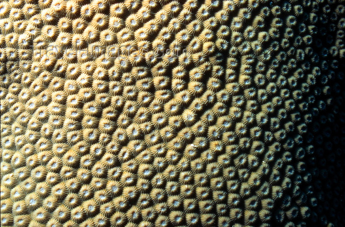 egypt-u46: Egypt - Red Sea - coral polyps - underwater photo by W.Allgöwer - Korallen kommen ausschließlich im Meer vor, insbesondere im Tropengürtel. Sie leben meist sesshaft (sessil) in Kolonien. Im Hinblick auf die Wuchsform unterscheidet man zwischen Weichkorall - (c) Travel-Images.com - Stock Photography agency - Image Bank