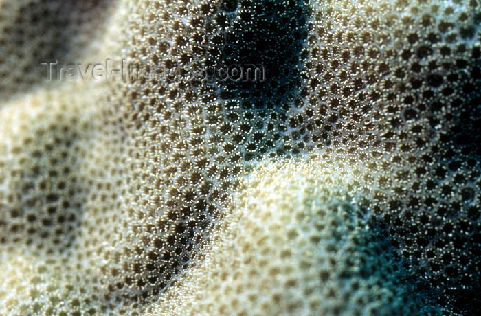 egypt-u47: Egypt - Red Sea - polyps of hard coral - underwater photo by W.Allgöwer - Korallen kommen ausschließlich im Meer vor, insbesondere im Tropengürtel. Sie leben meist sesshaft (sessil) in Kolonien. Im Hinblick auf die Wuchsform unterscheidet man zwischen Wei - (c) Travel-Images.com - Stock Photography agency - Image Bank