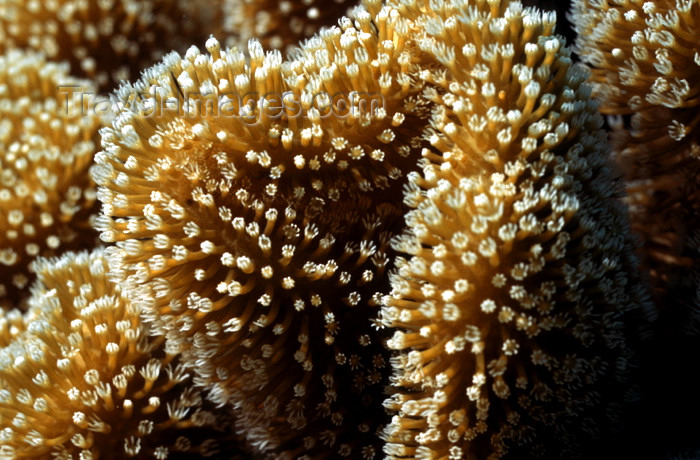 egypt-u48: Egypt - Red Sea - polyps of Leather Umbrella Coral - Sarcophyton sp. - underwater photo by W.Allgöwer - Korallen kommen ausschließlich im Meer vor, insbesondere im Tropengürtel. Sie leben meist sesshaft (sessil) in Kolonien. Im Hinblick auf die Wuchsform  - (c) Travel-Images.com - Stock Photography agency - Image Bank