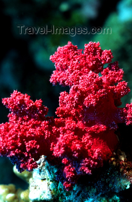 egypt-u49: Egypt - Red Sea - red soft coral - underwater photo by W.Allgöwer - Prachtkorallen kommen im Indopazifik vor, die meisten Arten leben in Innenriffen im warmen Flachwasser. Sie vertragen die Temperaturschwankungen, Änderungen des Salzgehaltes und des PH-We - (c) Travel-Images.com - Stock Photography agency - Image Bank