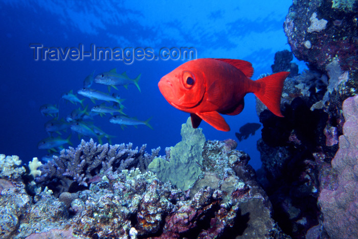 egypt-u5: Egypt - Red Sea - Moontail bullseye in the reef - glass eye - Priacanthus hamrur - underwater photo by  K.Osborn - (c) Travel-Images.com - Stock Photography agency - Image Bank