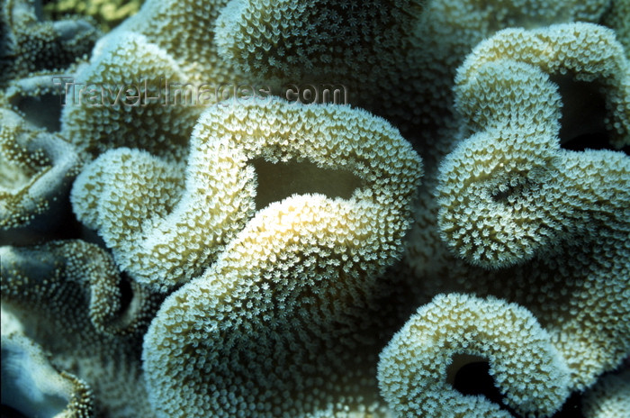 egypt-u50: Egypt - Red Sea - leather coral - underwater photo by W.Allgöwer - Korallen kommen ausschließlich im Meer vor, insbesondere im Tropengürtel. Sie leben meist sesshaft (sessil) in Kolonien. Im Hinblick auf die Wuchsform unterscheidet man zwischen Weichkoral - (c) Travel-Images.com - Stock Photography agency - Image Bank