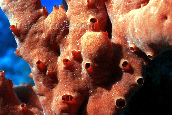 egypt-u51: Egypt - Red Sea - Poisonous fire sponge - underwater photo by W.Allgöwer - Der Feuerschwamm kommt häufig im Roten Meer vor. Er kommt in zwei Wuchsformen vor: Als geweihförmig verzweigte Kolonie (Bild) und als plattenartig, inkrustierende Form. Lebensform  - (c) Travel-Images.com - Stock Photography agency - Image Bank