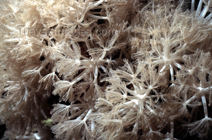 egypt-u52: Egypt - Red Sea - Pulsing Xenia coral - Xenia umbellata - underwater photo by W.Allgöwer - Von der Pumpenden Straußenkoralle gibt es allein im Roten Meer 10 Arten. Sie lebt im Flachwasser ab etwa 5 m Tiefe, selten aber tiefer als 15 m. Die Färbung vairiie - (c) Travel-Images.com - Stock Photography agency - Image Bank