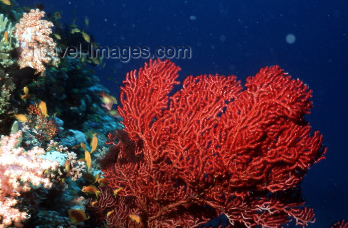 egypt-u53: Egypt - Red Sea - coral reef - Gorgonia - underwater photo by W.Allgöwer - Korallen kommen ausschließlich im Meer vor, insbesondere im Tropengürtel. Sie leben meist sesshaft (sessil) in Kolonien. Im Hinblick auf die Wuchsform unterscheidet man zwischen We - (c) Travel-Images.com - Stock Photography agency - Image Bank