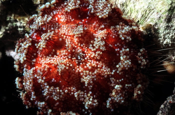 egypt-u54: Egypt - Red Sea - Poisonous Fire urchin - Asthenosoma varium - underwater photo by W.Allgöwer - Die Seeigel (Echinoidea) (von lat. echinus, Igel) bilden eine der fünf Klassen, welche dem Stamm der Stachelhäuter angehören. Es sind in allen Meeren lebende,  - (c) Travel-Images.com - Stock Photography agency - Image Bank