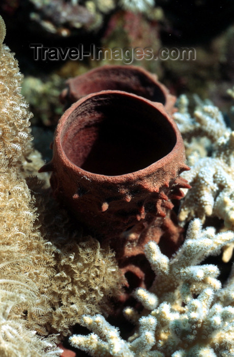 egypt-u55: Egypt - Red Sea - Tube sponge - underwater photo by W.Allgöwer - Die Schwämme (Porifera) bilden einen Tierstamm innerhalb der Abteilung der Gewebelosen (Parazoa). Sie leben allesamt im Wasser und kommen in allen Meeresgewässern der Erde vor. Es gibt über  - (c) Travel-Images.com - Stock Photography agency - Image Bank
