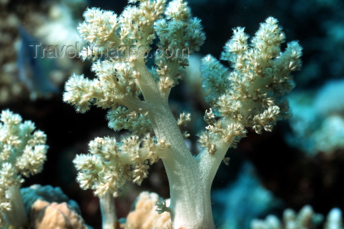 egypt-u56: Egypt - Red Sea - Capnella Coral - underwater photo by W.Allgöwer - Das Kenia-Bäumchen, auch Brokkoli-Koralle gehört zu den Weichkorallen. Es wird bis zu 80 cm hoch und lebt ab wenigen Metern Wassertiefe bis zu 20 m. Die Polypen werden unabhängig von der  - (c) Travel-Images.com - Stock Photography agency - Image Bank