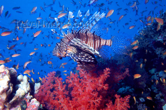 egypt-u6: Egypt - Red Sea - Marsa Alam area: lion fish over the reef (underwater photography by K.Osborn) - (c) Travel-Images.com - Stock Photography agency - Image Bank