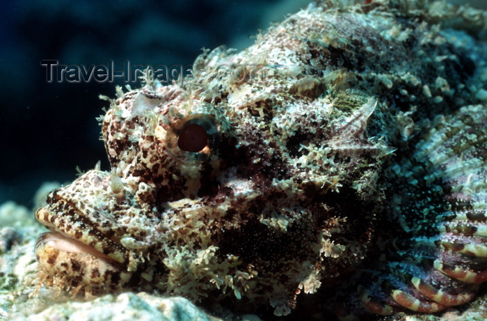 egypt-u9: Egypt - Red Sea - Tassled scorpionfish in the bottom - Scorpaenopsis oxycephalus - underwater photo by W.Allgöwer - Der Bärtige Drachenkopf ist ein sehr träger Bodenfisch, der sich auf seine Tarnung verläßt. Er ist mit dem atlantischen Rotbarsch verwandt. - (c) Travel-Images.com - Stock Photography agency - Image Bank
