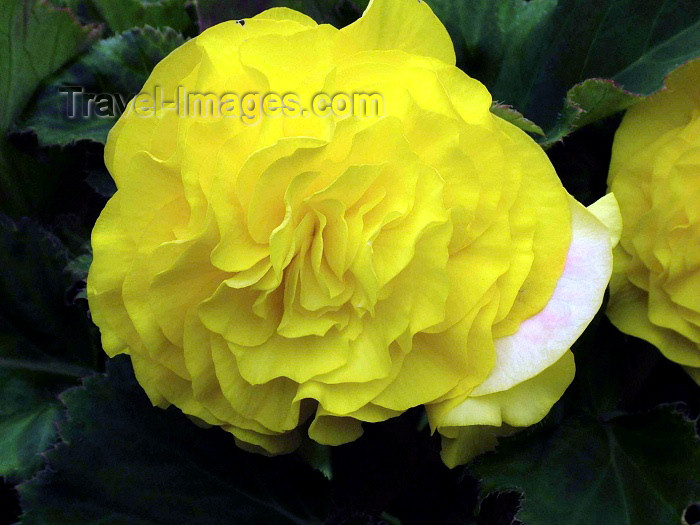 england181: Warrington, Cheshire, England, UK: yellow flower - photo by D.Jackson - (c) Travel-Images.com - Stock Photography agency - Image Bank