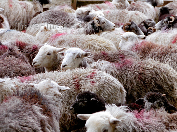 england286: England (UK) - Lake District (Cumbria): sheep (photo by T.Marshall) - (c) Travel-Images.com - Stock Photography agency - Image Bank