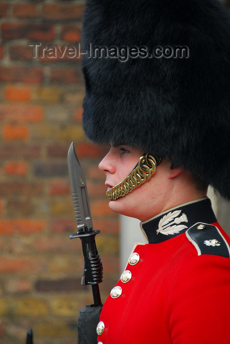 england471: London: guard at St James palace - sentry of the Scots Guards - photo by Miguel Torres  - (c) Travel-Images.com - Stock Photography agency - Image Bank