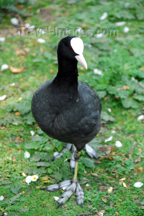 england494: London: coot - fawl - Hyde Park - photo by M.Torres - (c) Travel-Images.com - Stock Photography agency - Image Bank