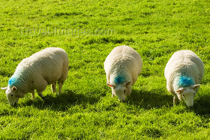 england611: Castleton area, Peak District, Derbyshire, England: three sheep grazing - photo by I.Middleton - (c) Travel-Images.com - Stock Photography agency - Image Bank