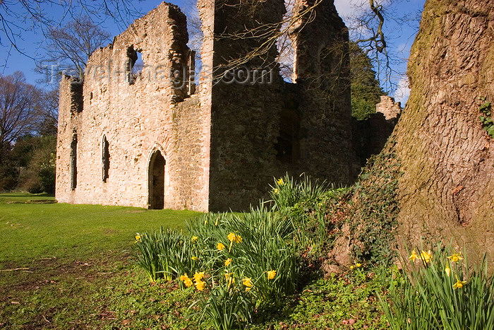 england667: Netley, Hampshire, South East England, UK: flowers and old tree at the romantic ruins of Netley Abbey, a Scheduled Ancient Monument - photo by I.Middleton - (c) Travel-Images.com - Stock Photography agency - Image Bank