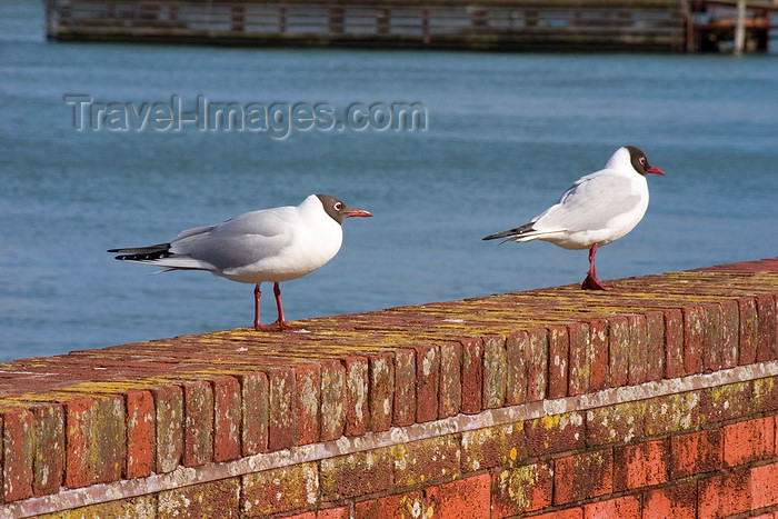 england672: Hythe, New Forest, Hampshire, South East England, UK: black headed seaguls by the Southampton Water - photo by I.Middleton - (c) Travel-Images.com - Stock Photography agency - Image Bank