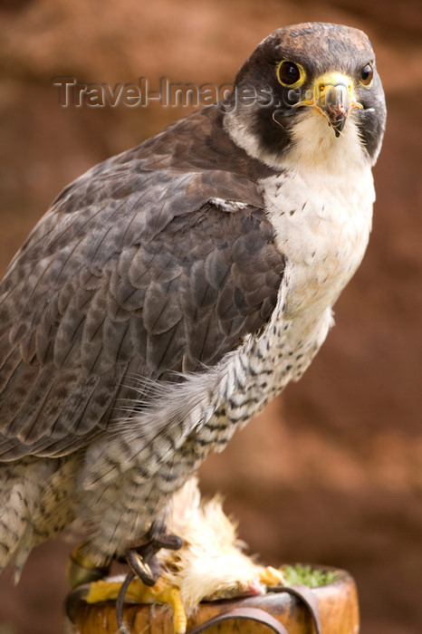 england723: Exmoor NP, Somerset, South West England, UK:  Peregrine falcon in Exmoor Falconry - photo by I.Middleton - (c) Travel-Images.com - Stock Photography agency - Image Bank