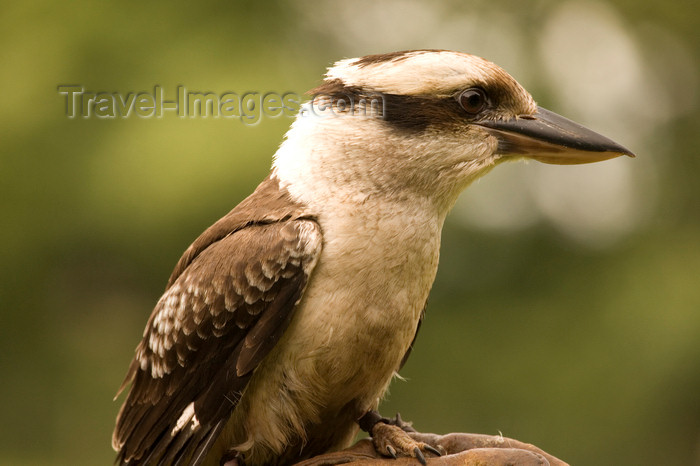 england724: Exmoor NP, Somerset, South West England, UK: Kookaburra in Exmoor Falconry - photo by I.Middleton - (c) Travel-Images.com - Stock Photography agency - Image Bank