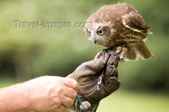 england726: Exmoor NP, Somerset, South West England, UK: owl on the trainer 's hand at Exmoor Falconry - photo by I.Middleton - (c) Travel-Images.com - Stock Photography agency - Image Bank