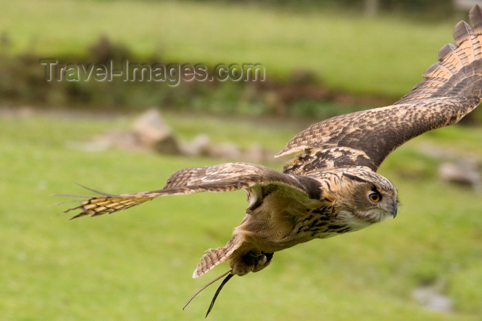 england727: Exmoor NP, Somerset, South West England, UK: great horned owl in flight at Exmoor Falconry - photo by I.Middleton - (c) Travel-Images.com - Stock Photography agency - Image Bank