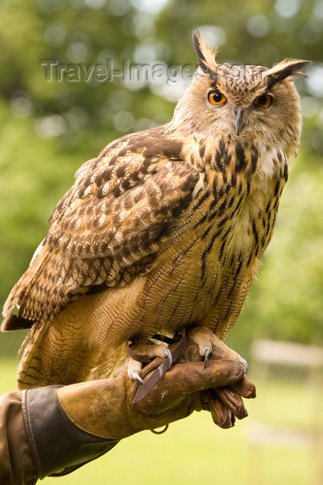 england728: Exmoor NP, Somerset, South West England, UK: great horned owl at Exmoor Falconry - photo by I.Middleton - (c) Travel-Images.com - Stock Photography agency - Image Bank