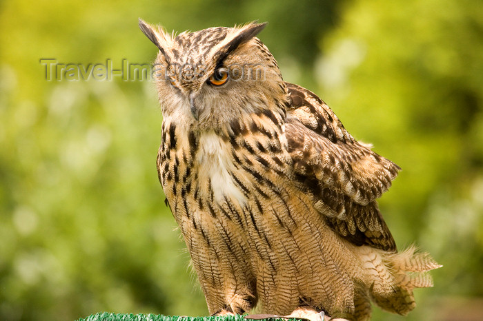 england730: Exmoor NP, Somerset, South West England, UK: resting great horned owl at Exmoor Falconry - photo by I.Middleton - (c) Travel-Images.com - Stock Photography agency - Image Bank