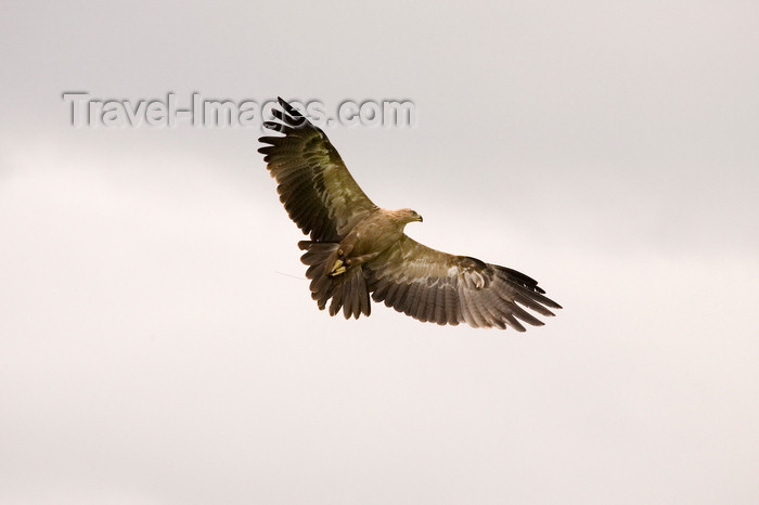 england731: Exmoor NP, Somerset, South West England, UK: hawk in flight at Exmoor Falconry - photo by I.Middleton - (c) Travel-Images.com - Stock Photography agency - Image Bank