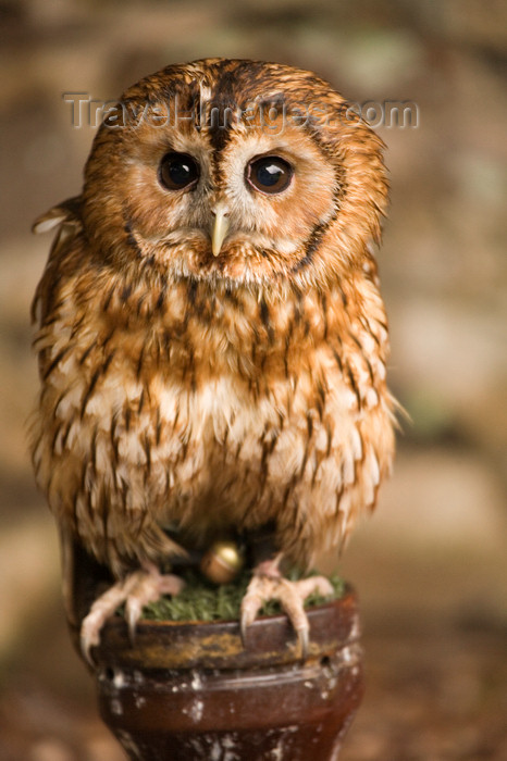 england733: Exmoor NP, Somerset, South West England, UK:  young owl at Exmoor Falconry - photo by I.Middleton - (c) Travel-Images.com - Stock Photography agency - Image Bank