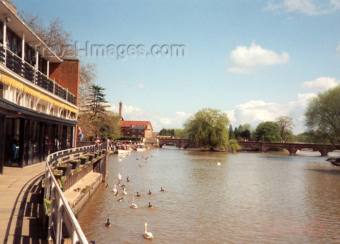 england8: England (UK) - Stratford-upon-Avon (Warwick county - Shakespeare Country): ducks - Bancroft gardens - photo by M.Torres - (c) Travel-Images.com - Stock Photography agency - Image Bank