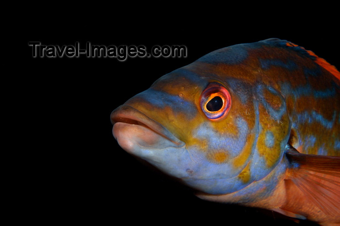 england804: English Channel, Cornwall, England: male cuckoo wrasse close up - Labrus mixtus - photo by D.Stephens - (c) Travel-Images.com - Stock Photography agency - Image Bank