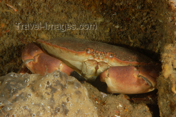 england805: English Channel, Cornwall, England: edible crab in rocks - Cancer pagurus - photo by D.Stephens - (c) Travel-Images.com - Stock Photography agency - Image Bank