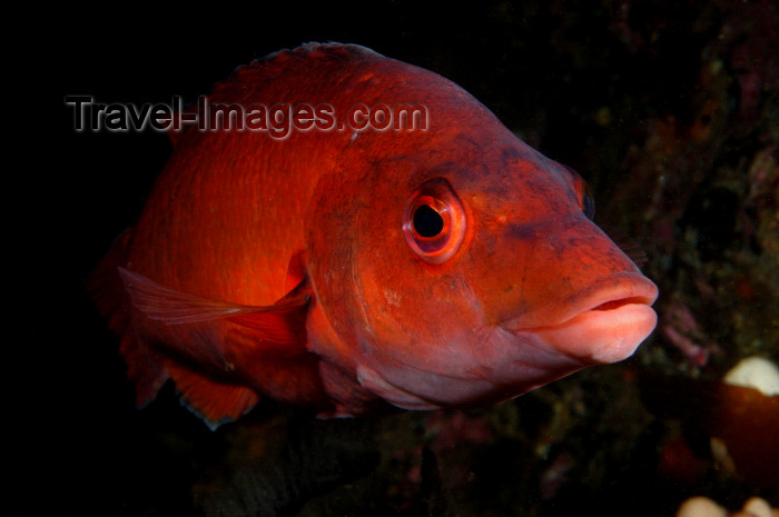 england806: English Channel, Cornwall, England: female cuckoo wrasse - Labrus mixtus - photo by D.Stephens - (c) Travel-Images.com - Stock Photography agency - Image Bank