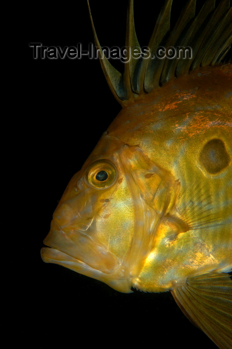 england808: English Channel, Cornwall, England: John Dory - Zeus faber - St Peters fish - photo by D.Stephens - (c) Travel-Images.com - Stock Photography agency - Image Bank