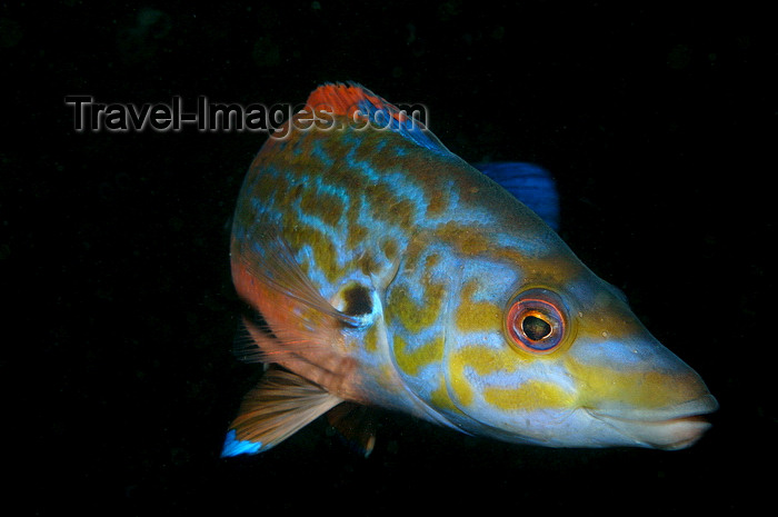 england809: English Channel, Cornwall, England: male cuckoo wrasse close up - Labrus mixtus - photo by D.Stephens - (c) Travel-Images.com - Stock Photography agency - Image Bank