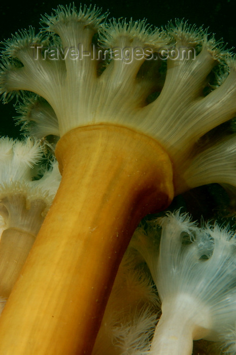 england810: English Channel, Cornwall, England: Plumose anemone - Metridium senile - photo by D.Stephens - (c) Travel-Images.com - Stock Photography agency - Image Bank