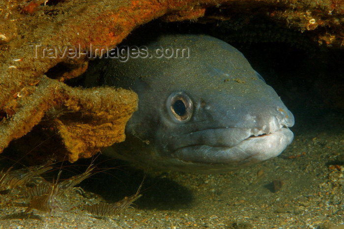 england811: English Channel, Cornwall, England: European Conger eel and shrimps in wreck - Conger conger - photo by D.Stephens - (c) Travel-Images.com - Stock Photography agency - Image Bank