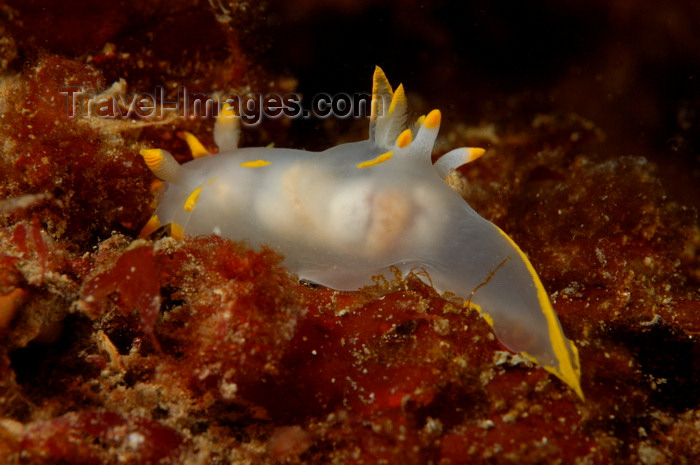 england812: English Channel, Cornwall, England: Polycera faeroensis nudibranch - photo by D.Stephens - (c) Travel-Images.com - Stock Photography agency - Image Bank