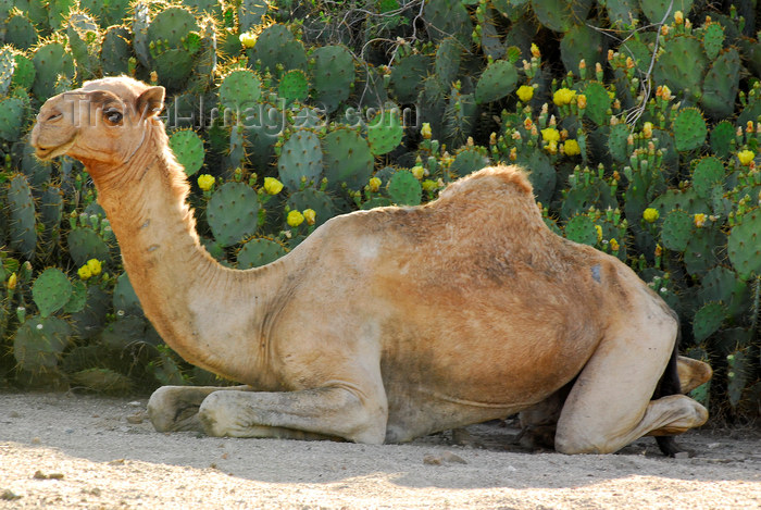 eritrea39: Eritrea - Keren, Anseba region: camel in the front of a cactus - photo by E.Petitalot - (c) Travel-Images.com - Stock Photography agency - Image Bank