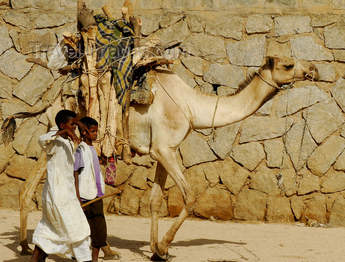 eritrea40: Eritrea - Keren, Anseba region: boys with camel tranporting wood for the weekly market - photo by E.Petitalot - (c) Travel-Images.com - Stock Photography agency - Image Bank