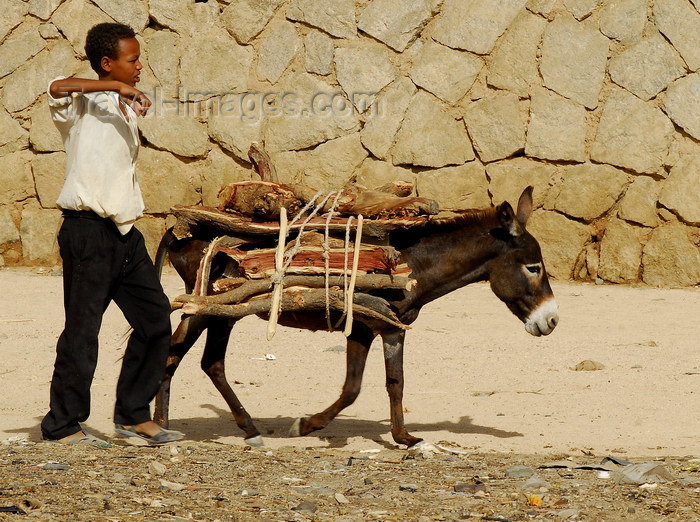 eritrea45: Eritrea - Keren, Anseba region: donkey transporting wood for the weekly market - photo by E.Petitalot - (c) Travel-Images.com - Stock Photography agency - Image Bank