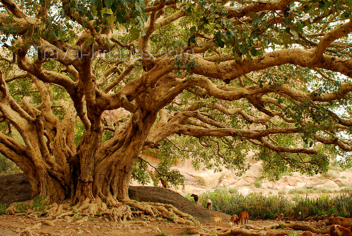 eritrea65: Eritrea - Senafe, Southern region: sheeps grazing in shade of a giant tree - photo by E.Petitalot - (c) Travel-Images.com - Stock Photography agency - Image Bank