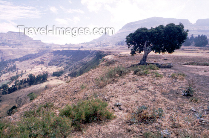 eritrea90: Eritrea - on the plateau - solitary tree - photo by Joe Filshie - (c) Travel-Images.com - Stock Photography agency - Image Bank