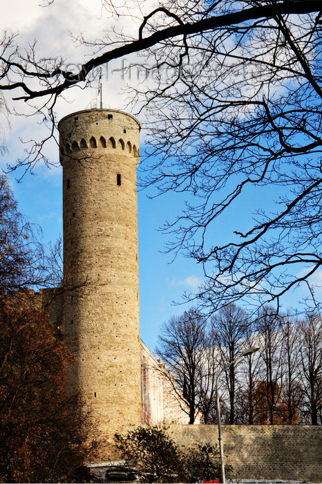 estonia171: Estonia - Tallinn - Old Town - Pikk Hermann / Tall Hermann Tower framed by trees - photo by K.Hagen - (c) Travel-Images.com - Stock Photography agency - Image Bank