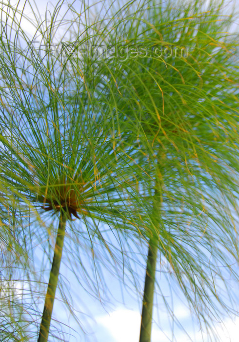 ethiopia121: Addis Ababa, Ethiopia: Papyrus Sedge - Cyperus papyrus - Sheraton Addis hotel - photo by M.Torres - (c) Travel-Images.com - Stock Photography agency - Image Bank