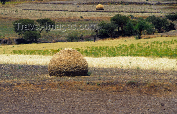 ethiopia155: Lalibela, Amhara region, Ethiopia: agriculture - stacked hay - Semien Wollo Zone - photo by M.Torres - (c) Travel-Images.com - Stock Photography agency - Image Bank