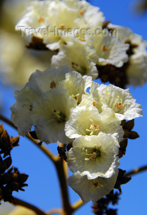 ethiopia202: Gondar, Amhara Region, Ethiopia: November flowers - photo by M.Torres - (c) Travel-Images.com - Stock Photography agency - Image Bank