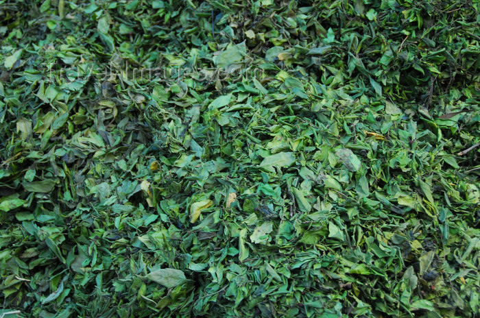 ethiopia231: Gondar, Amhara Region, Ethiopia: khat leaves for sale - also known as qat, gat, chat, and miraa - Catha edulis - consumed for the alkaloid cathinone, an amphetamine-like stimulant - photo by M.Torres - (c) Travel-Images.com - Stock Photography agency - Image Bank