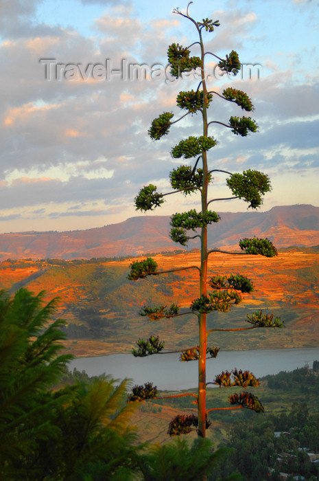 ethiopia236: Gondar, Amhara Region, Ethiopia: reservoir and flowering Century Plant or Maguey - Agave americana - photo by M.Torres - (c) Travel-Images.com - Stock Photography agency - Image Bank